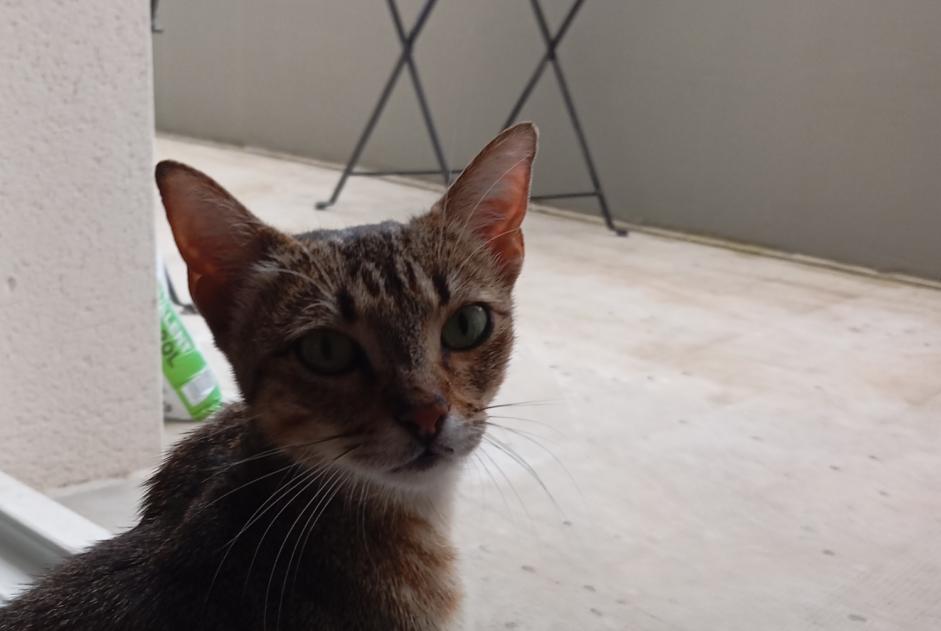 Discovery alert Cat miscegenation  Female Toulouse France