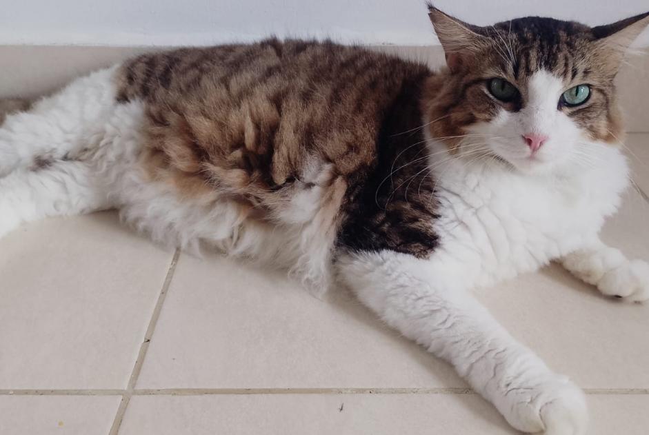 Alerta de Desaparición Gato cruce  Macho , 6 años Toulouse Francia