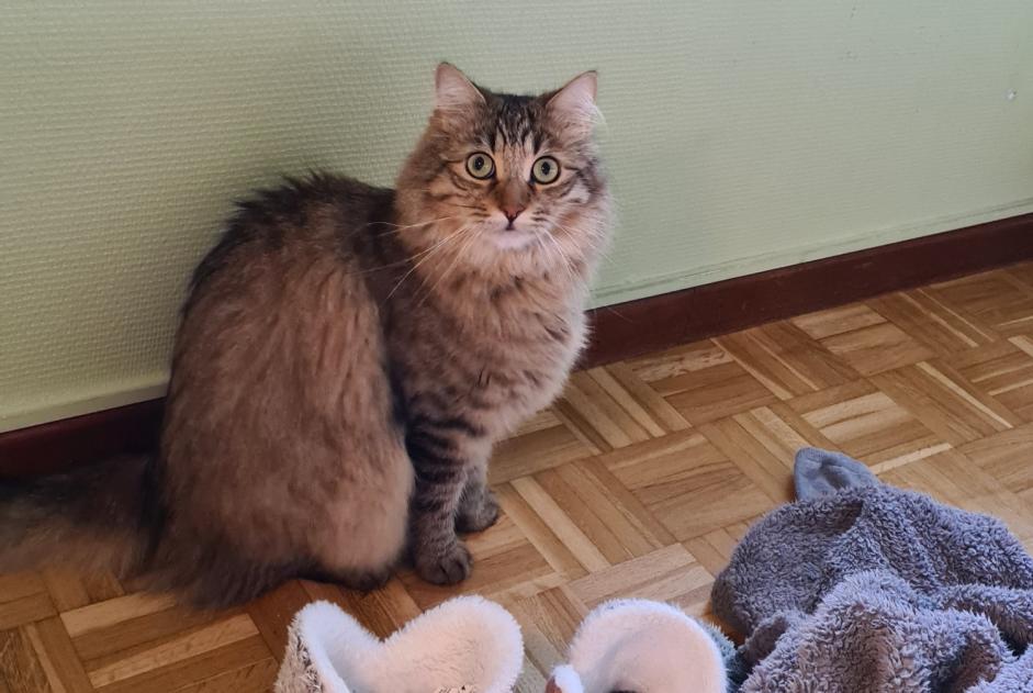 Alerte Disparition Chat Mâle , 3 ans Colomiers France